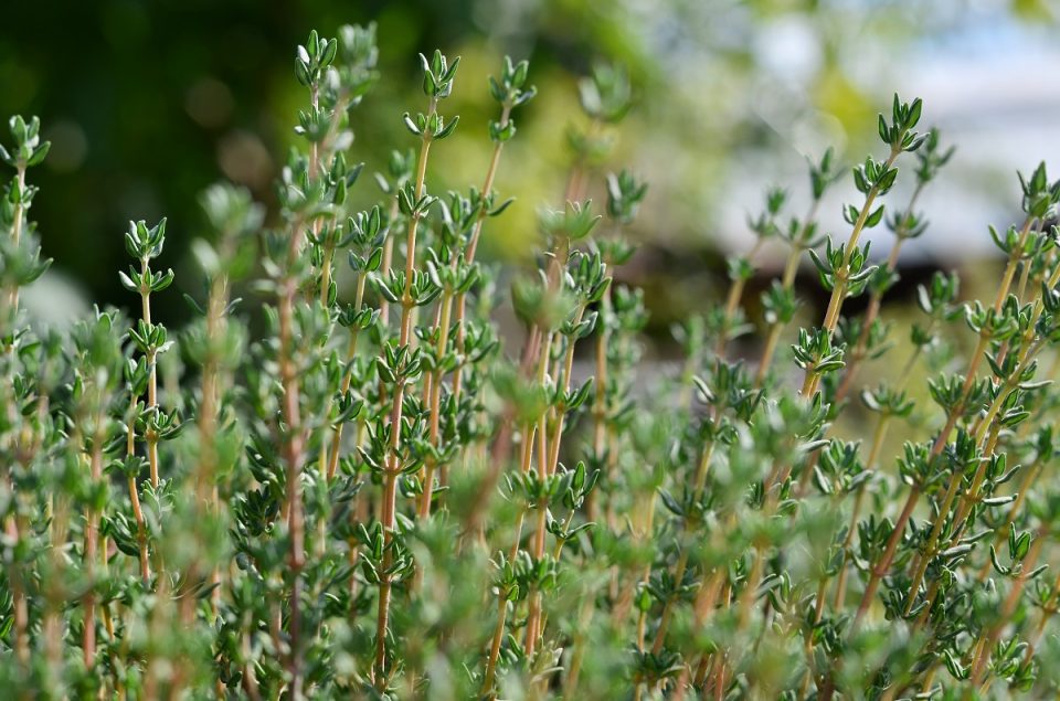 perennial herbs