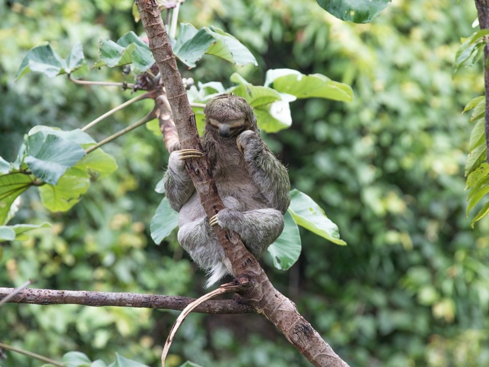 A sloth in a tree