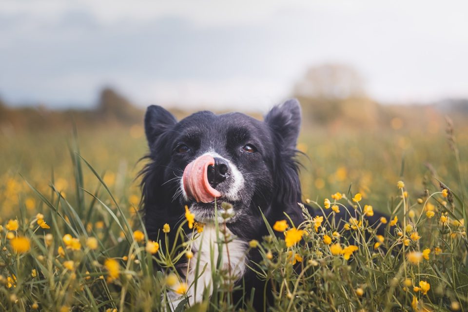 Happy dog in a field.